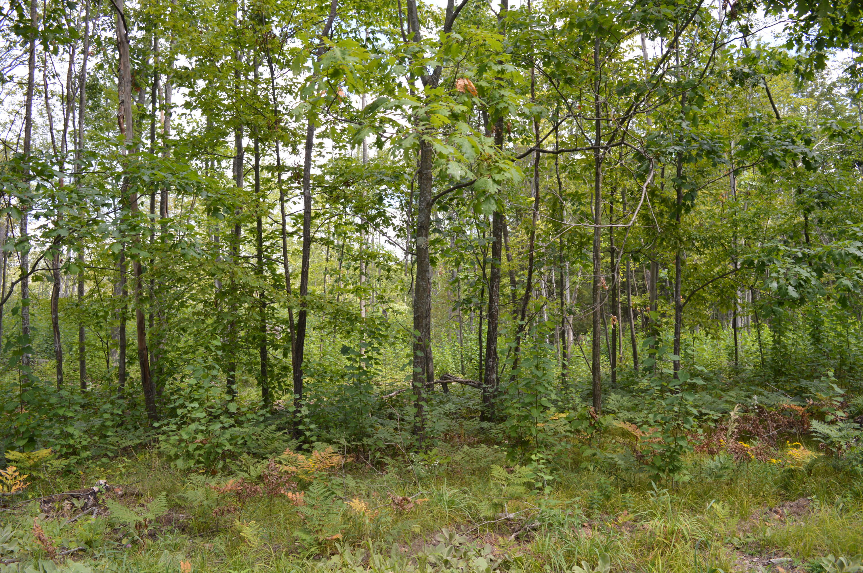 East County Line Road South Branch, MI 48761 - Photo 64 of 87 Gallery Image 64