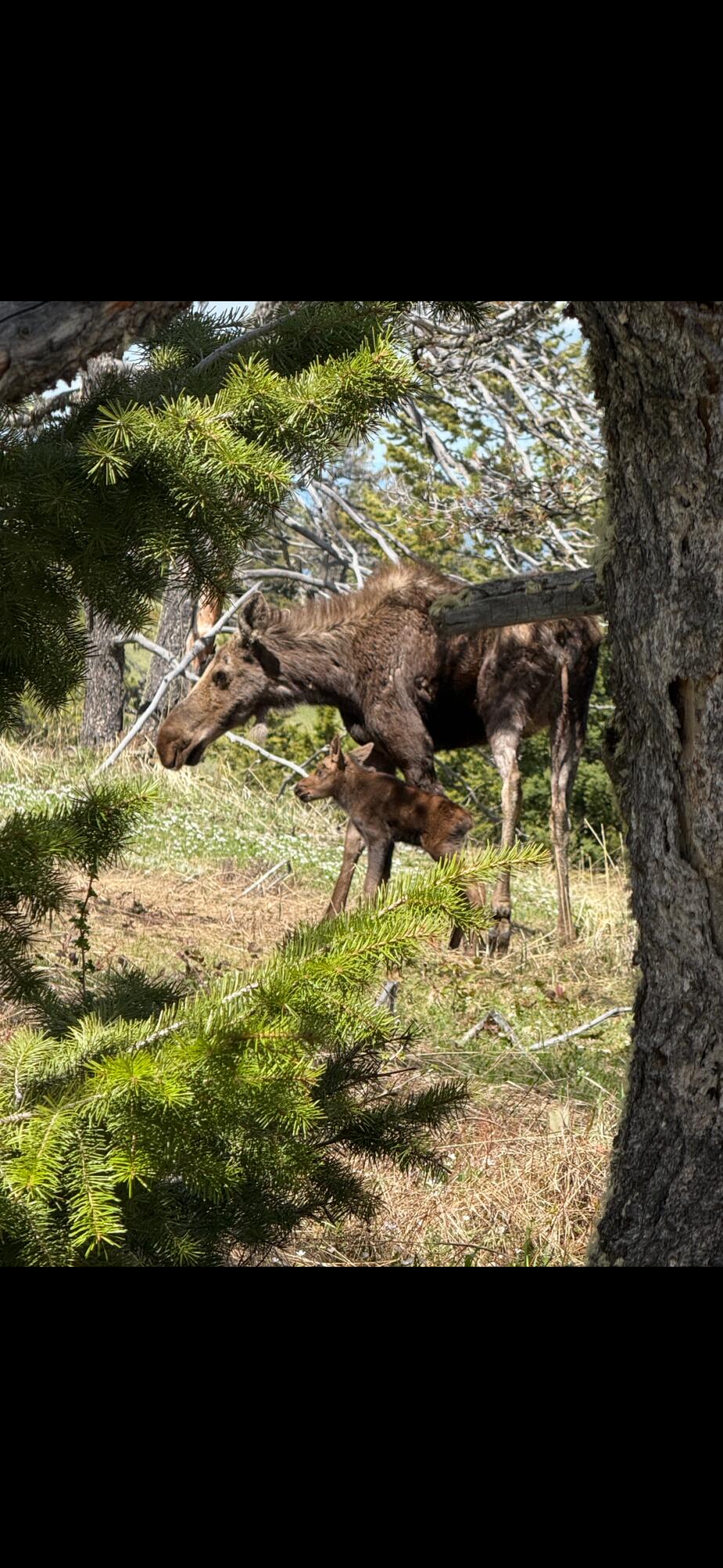 12 Blacktooth Road Big Horn, WY 82833 - Photo 24 of 25 Born on lot