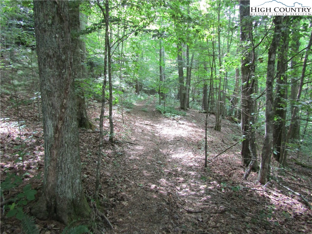 311 Walter Blevins Road Lansing, NC 28643 - Photo 7 of 22 a view of a forest with trees