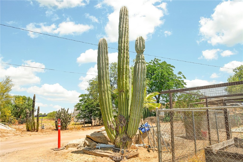 21470 Old Elsinore Road Perris, CA 92570 - Photo 96 of 124 Sahuaro Cactus