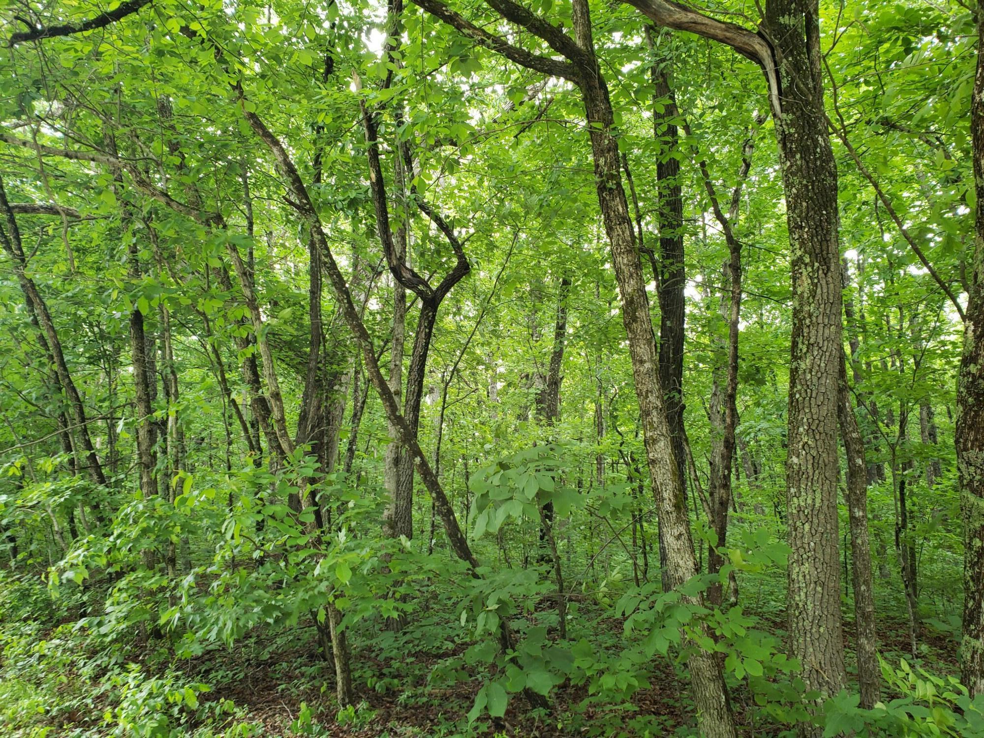 Lot 351 Valley View Road Crossville, TN 38572 - Photo 1 of 12 20220526_154546