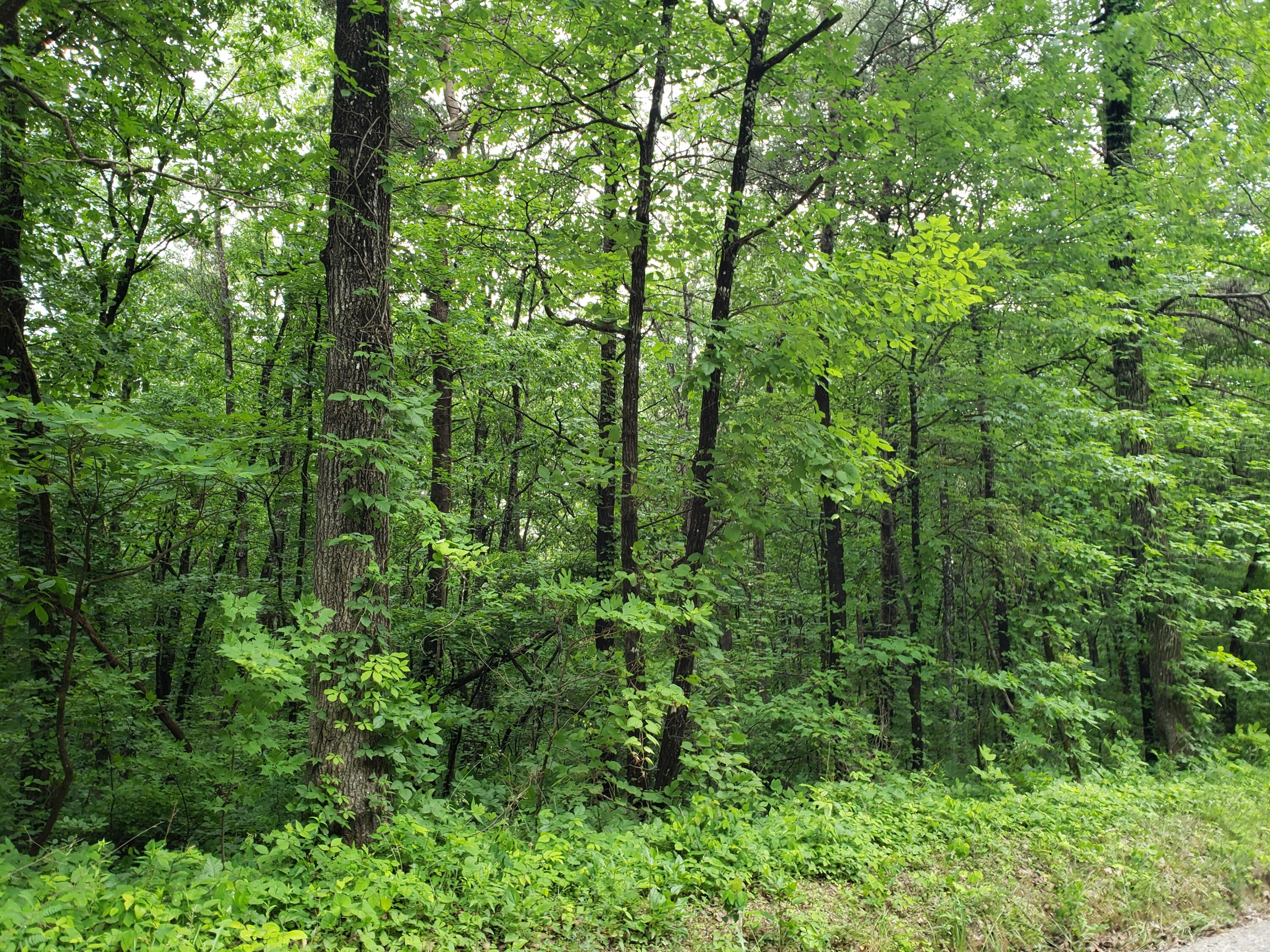 Lot 351 Valley View Road Crossville, TN 38572 - Photo 3 of 12 20220526_153053