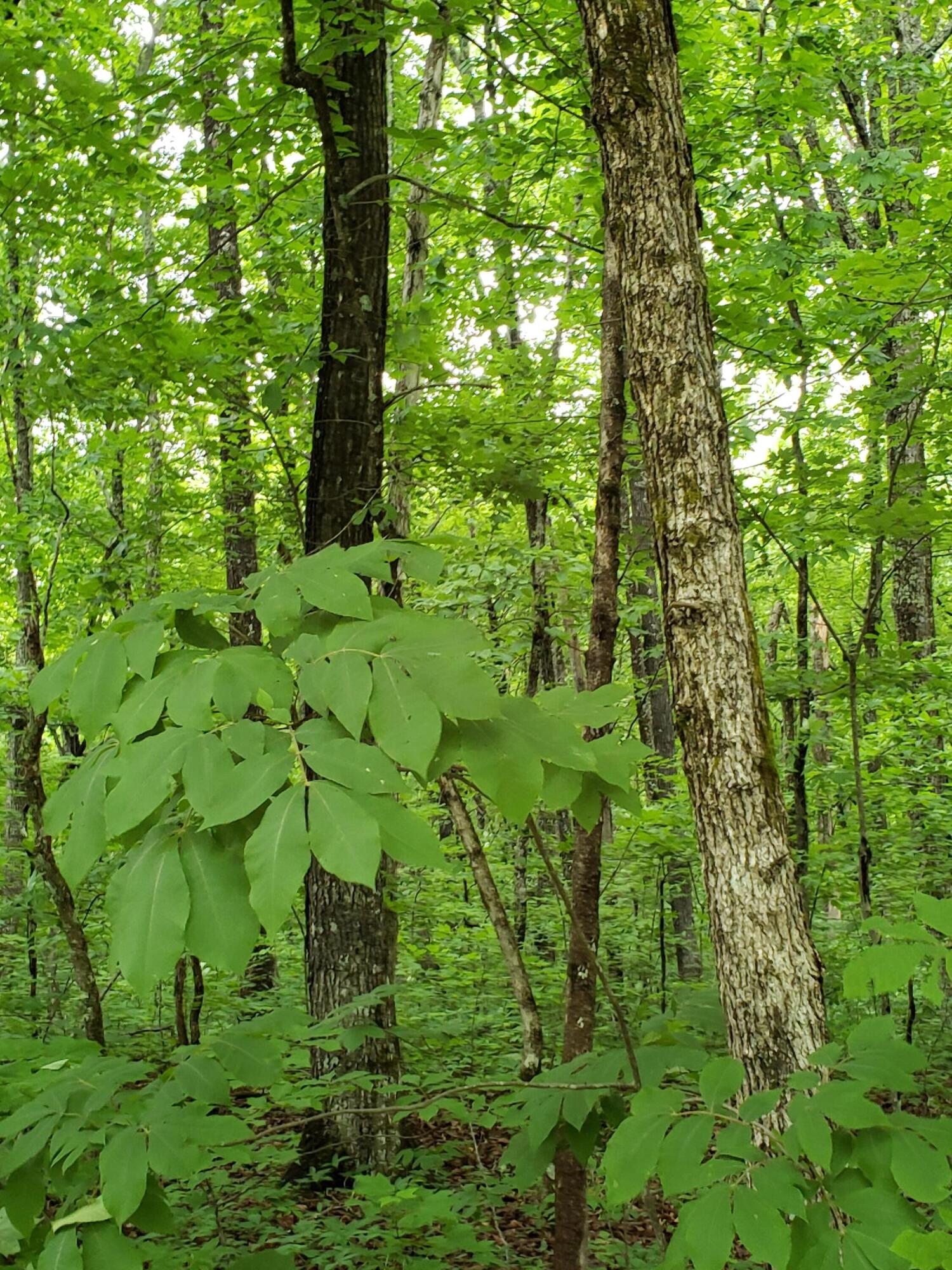 Lot 351 Valley View Road Crossville, TN 38572 - Photo 4 of 12 20220526_154614