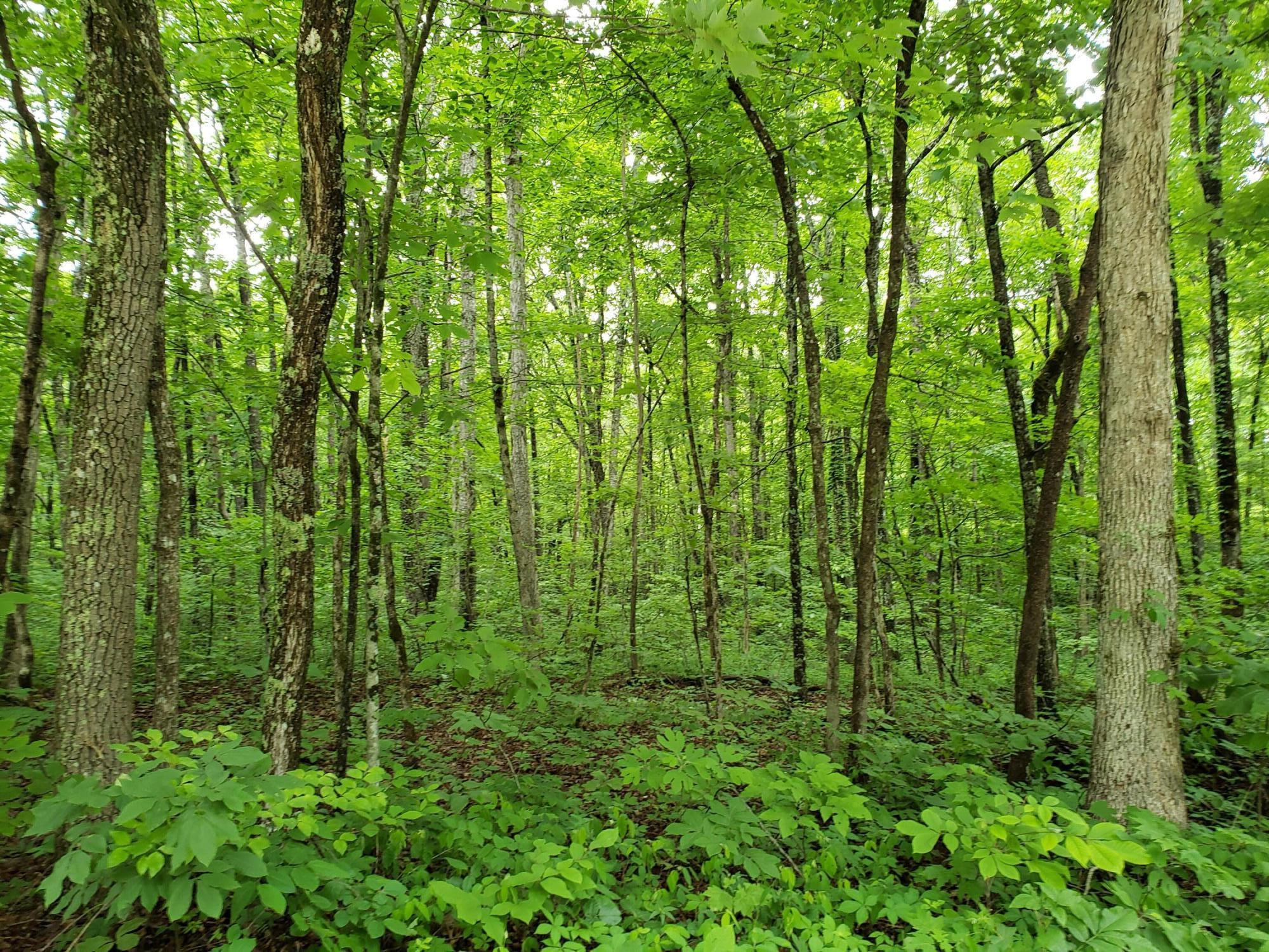 Lot 351 Valley View Road Crossville, TN 38572 - Photo 5 of 12 20220526_154541