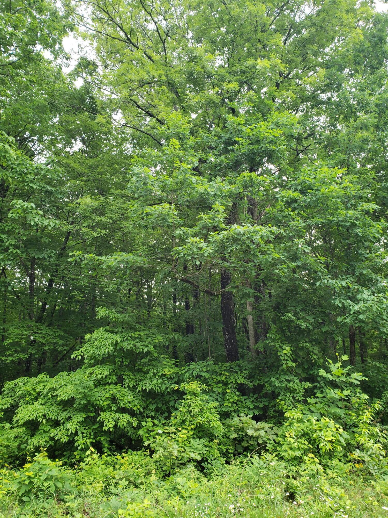 Lot 351 Valley View Road Crossville, TN 38572 - Photo 8 of 12 20220526_152810