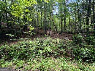 0 Ts Jarrard Road, Unit 192 Dahlonega, GA 30533 - Photo 4 of 9 a view of a forest with large trees