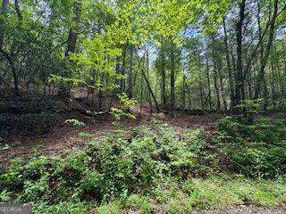 0 Ts Jarrard Road, Unit 192 Dahlonega, GA 30533 - Photo 6 of 9 a view of a lush green forest