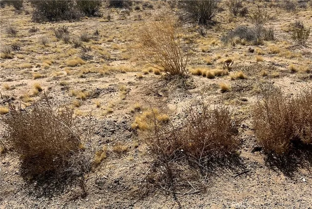 a view of a dry yard with trees