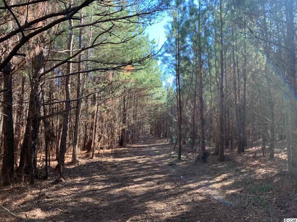 Lot 2 Brantly Road Andrews, SC 29510 - Photo 3 of 3