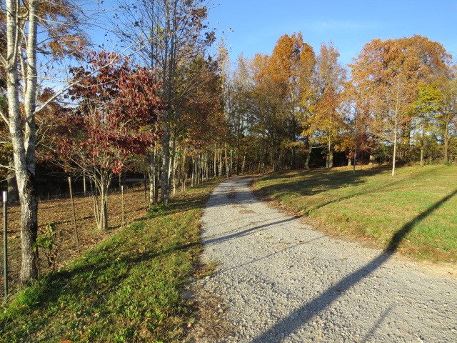 273 Miller Lane Goodspring, TN 38460 - Photo 4 of 42 a view of a yard with trees