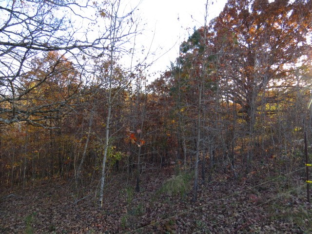 273 Miller Lane Goodspring, TN 38460 - Photo 32 of 42 a view of a forest with a tree