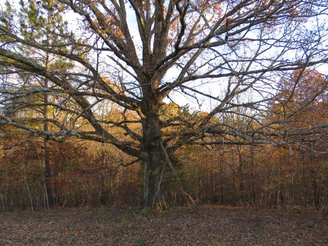 273 Miller Lane Goodspring, TN 38460 - Photo 33 of 42 a view of a forest