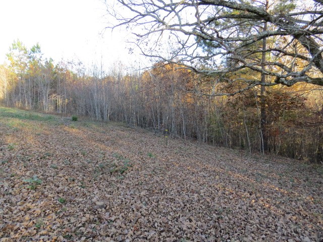 273 Miller Lane Goodspring, TN 38460 - Photo 34 of 42 a view of a yard with a tree