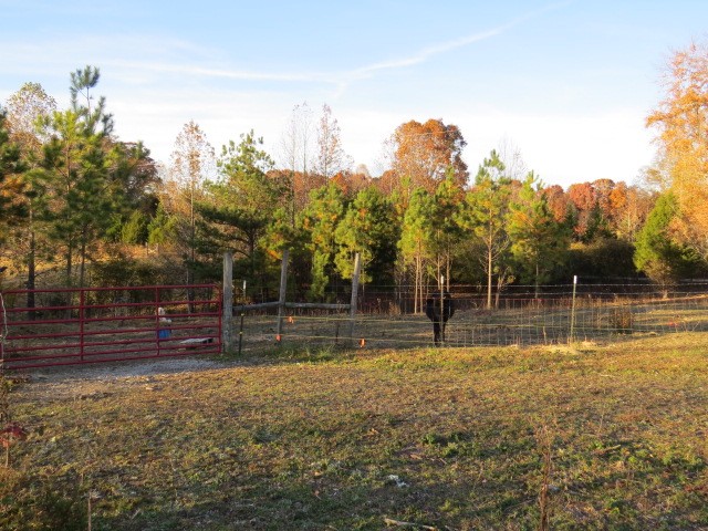 273 Miller Lane Goodspring, TN 38460 - Photo 36 of 42 a backyard of a house with lots of green space