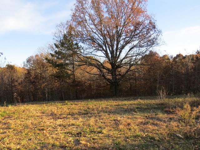 273 Miller Lane Goodspring, TN 38460 - Photo 37 of 42 a view of backyard with tree
