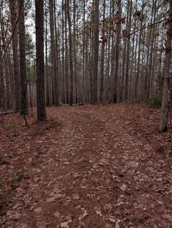 a view of a yard with large trees
