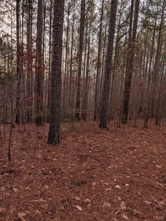 a view of backyard with trees