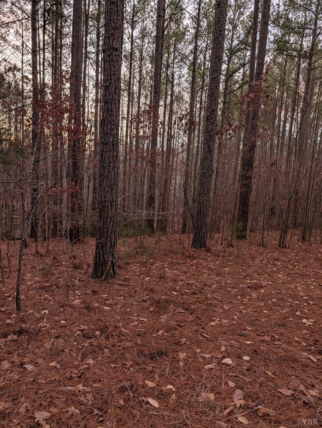4374 Tye River Road Amherst, VA 24521 - Photo 14 of 19 a view of backyard with trees