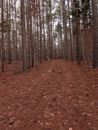 a view of backyard with trees