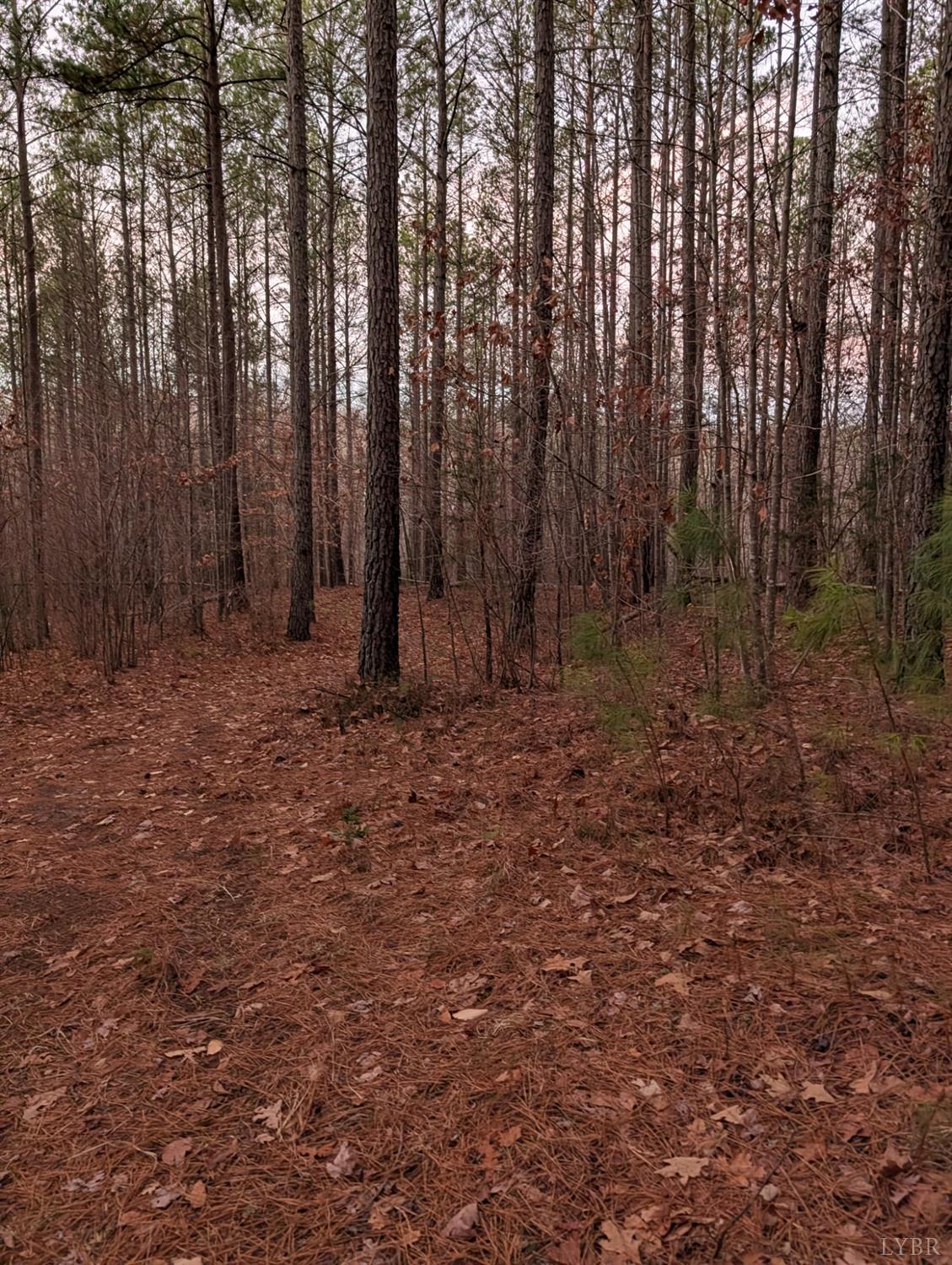 4374 Tye River Road Amherst, VA 24521 - Photo 16 of 19 a view of backyard with green space