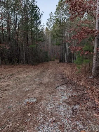a view of a yard with trees