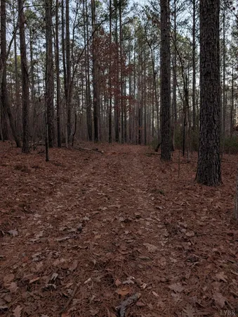 a view of a yard with lots of trees