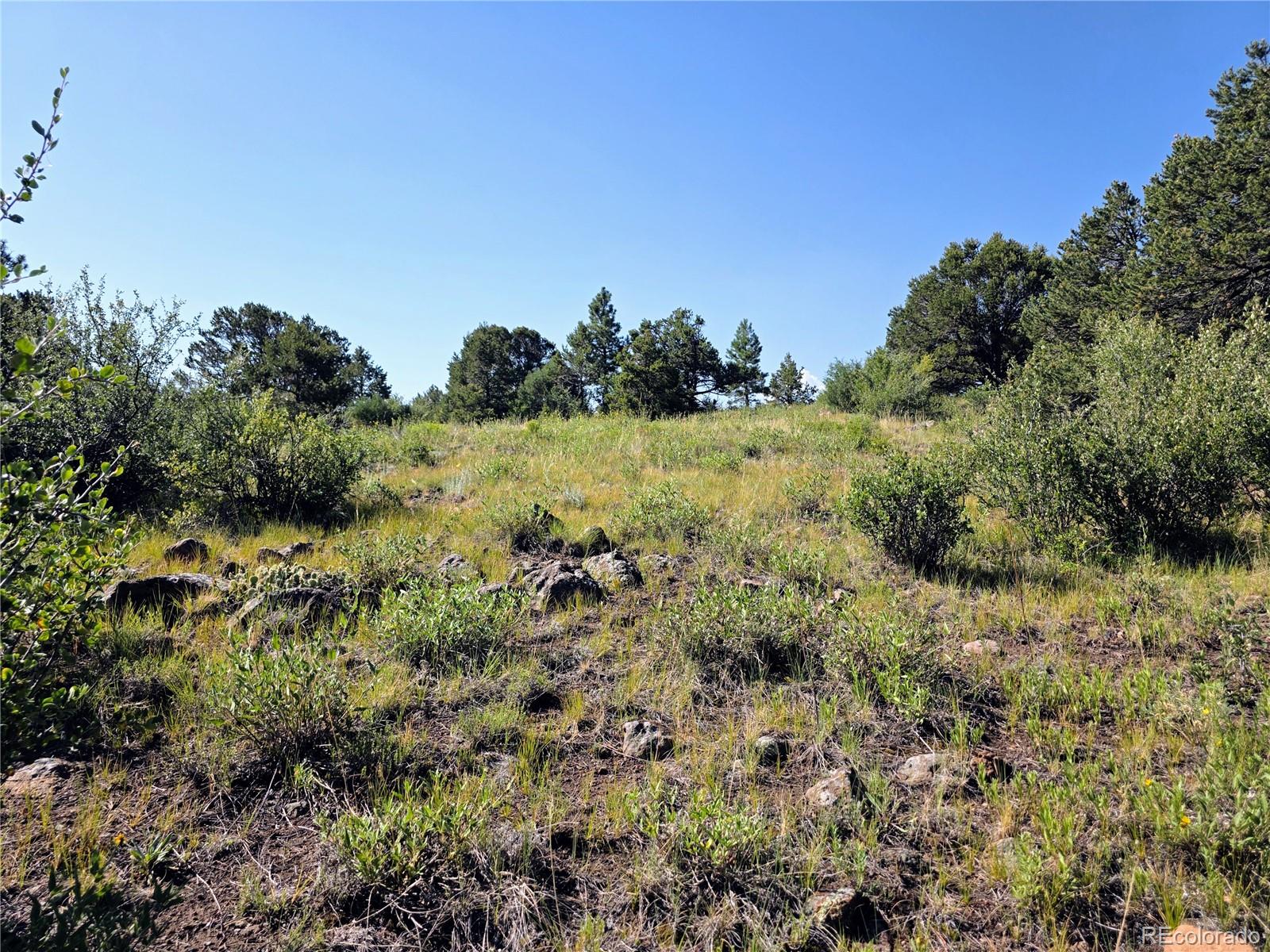 781 Ridgeway Road Cotopaxi, CO 81223 - Photo 13 of 42 a view of a garden with an trees