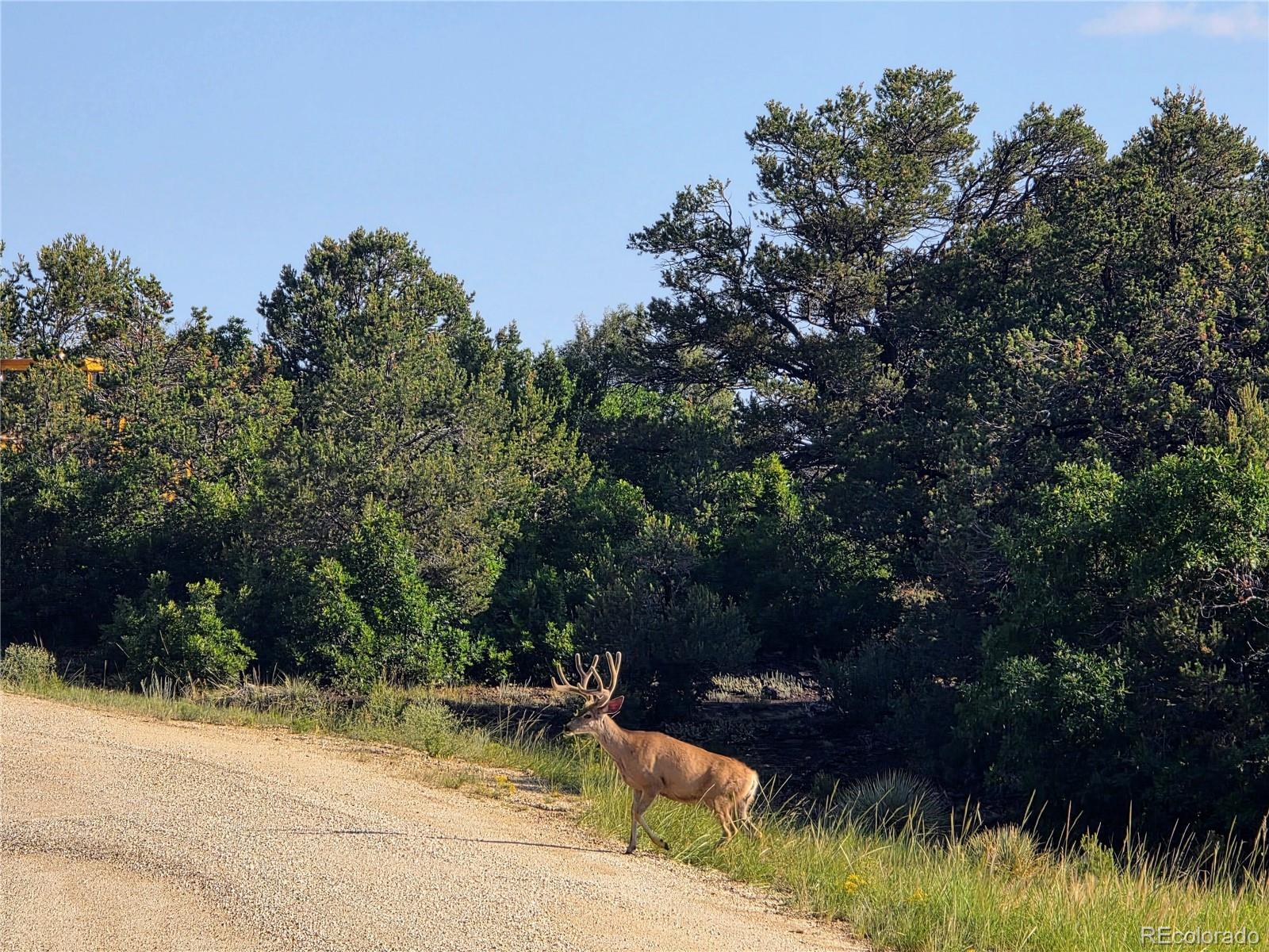 781 Ridgeway Road Cotopaxi, CO 81223 - Photo 23 of 42
