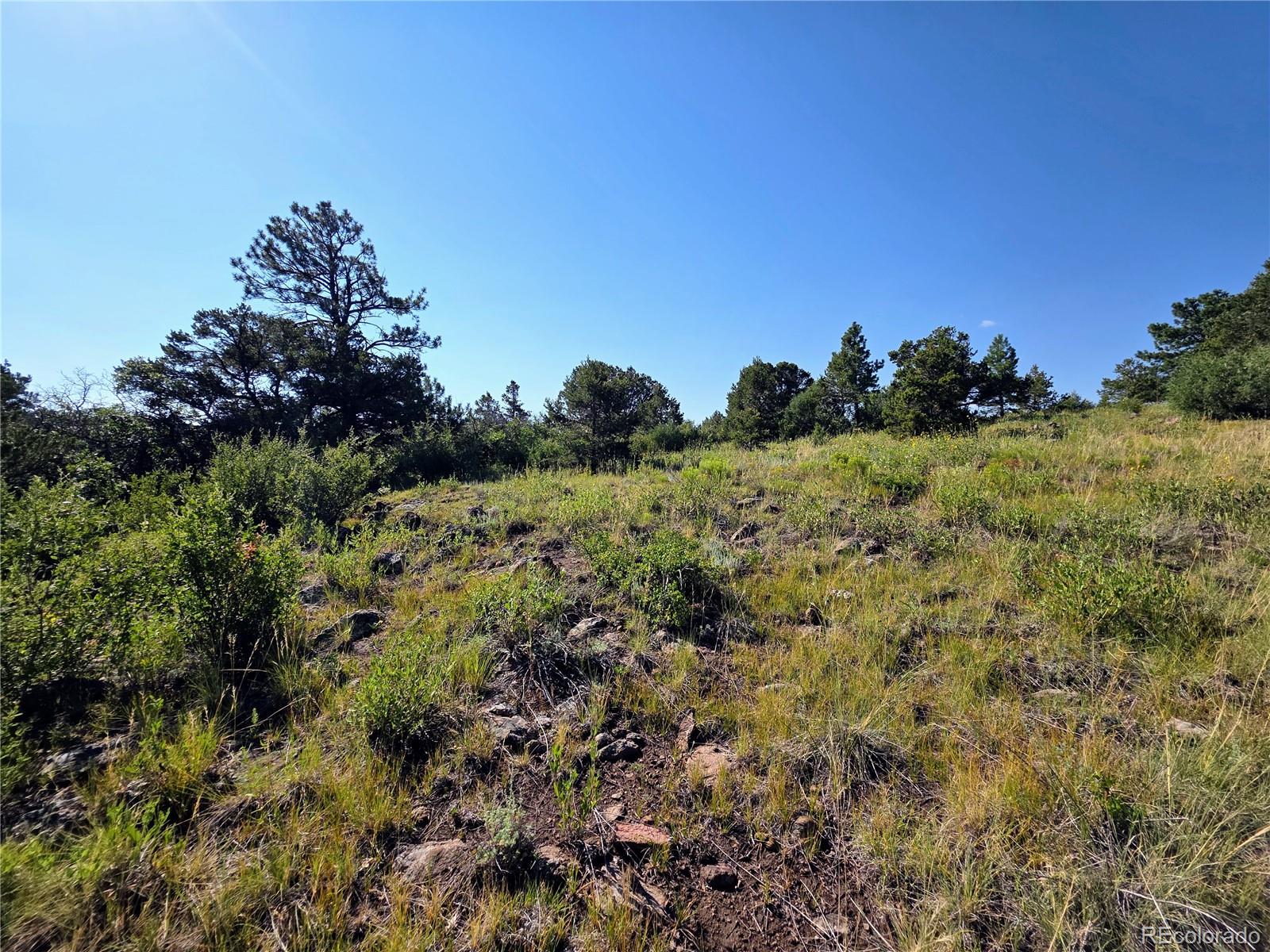 781 Ridgeway Road Cotopaxi, CO 81223 - Photo 25 of 42 a view of a bunch of trees and bushes