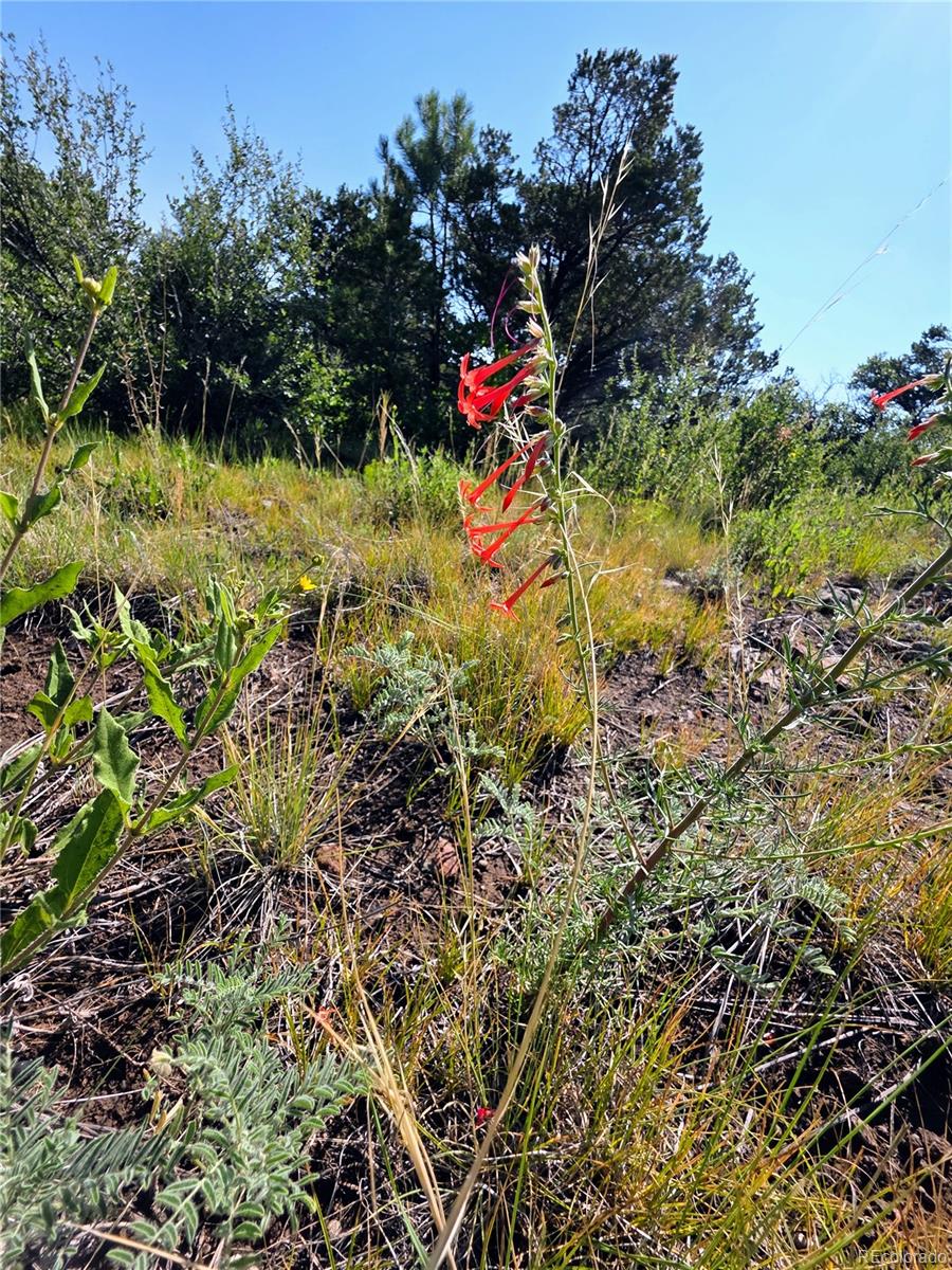 781 Ridgeway Road Cotopaxi, CO 81223 - Photo 32 of 42 a view of a flower in a garden