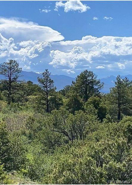 781 Ridgeway Road Cotopaxi, CO 81223 - Photo 35 of 42 a view of a bunch of trees in a yard