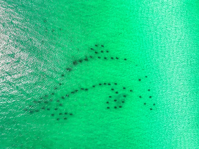 $1,599,000 | 9 Payne Street, Miramar Beach, FL 32550