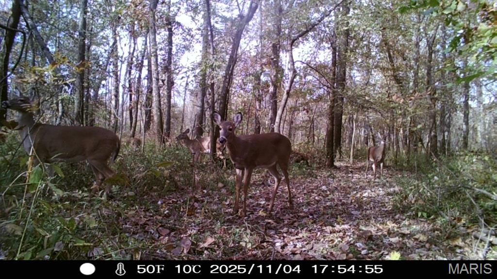 12003 Emerald Road Pocahontas, IL 62275 - Photo 59 of 65