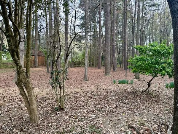 a view of a forest with trees in the background