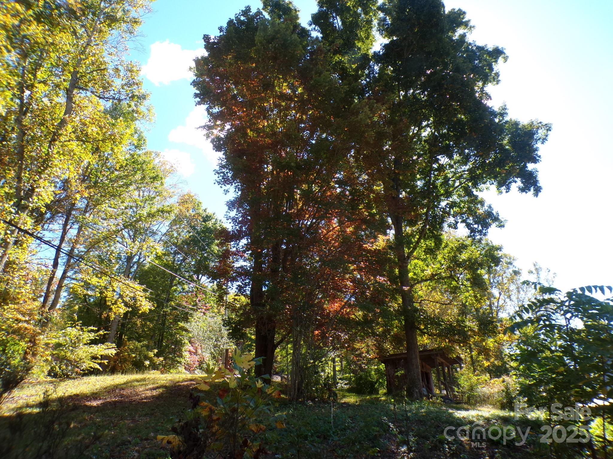 620 Hutch Mountain Road Fletcher, NC 28732 - Photo 22 of 22 a view of tree