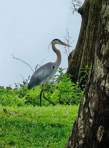 a view of backyard with swimming pool and outdoor seating