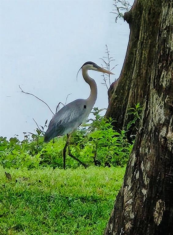 7961 West Riverbend Road Crystal River, FL 34428 - Photo 32 of 40 a view of a backyard