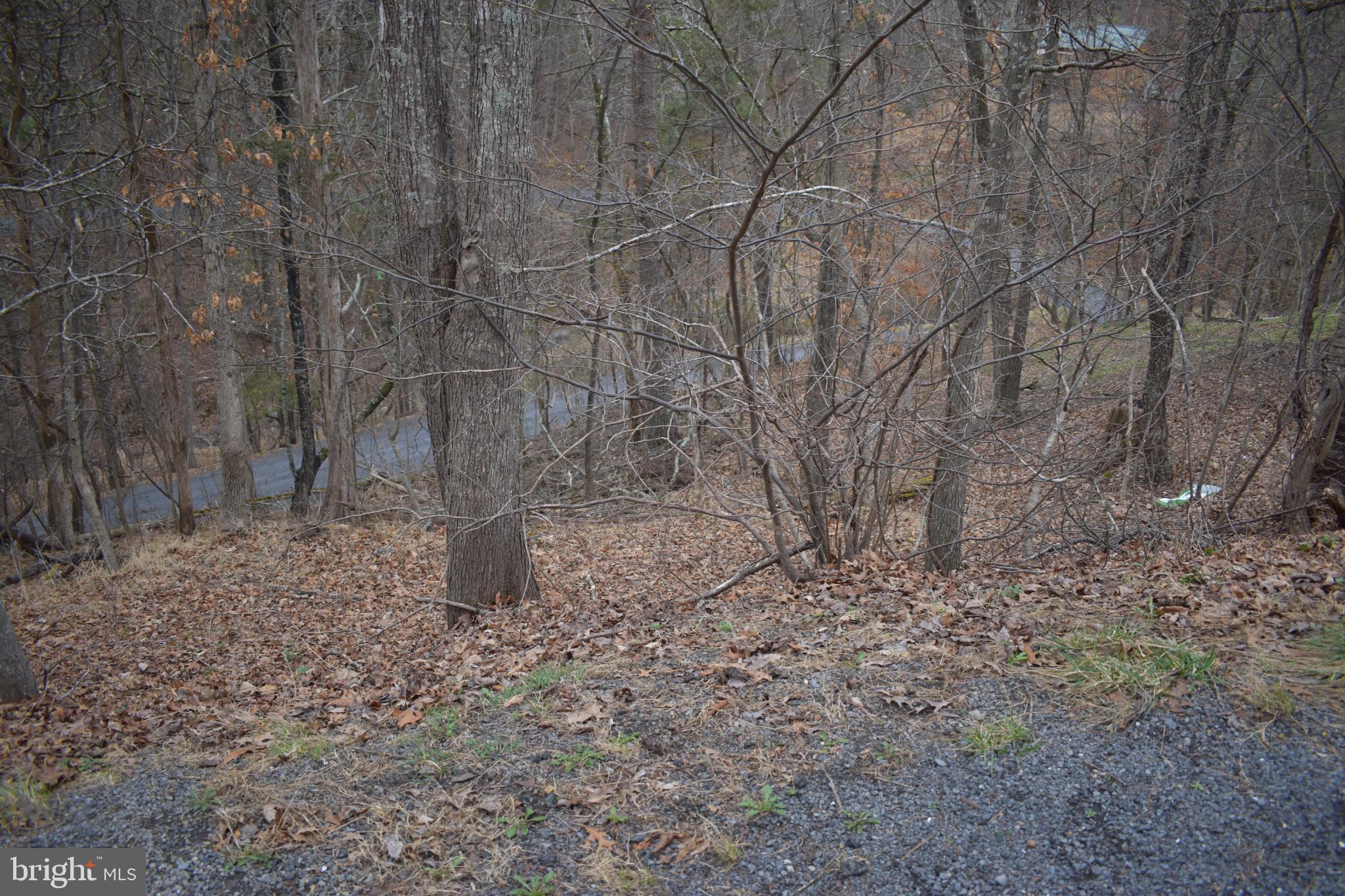 Anderson Road Mount Jackson, VA 22842 - Photo 5 of 6 Serene woodland path through autumn leaves.
