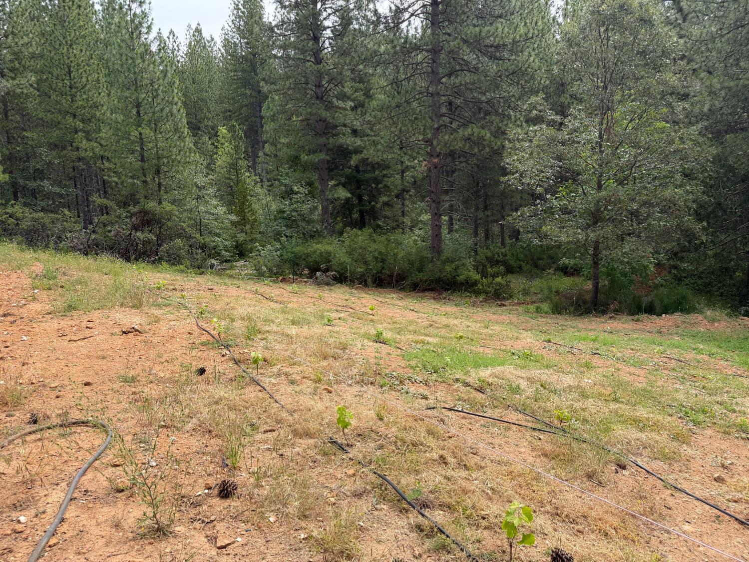 1871 Iowa Hill Road Colfax, CA 95713 - Photo 11 of 21