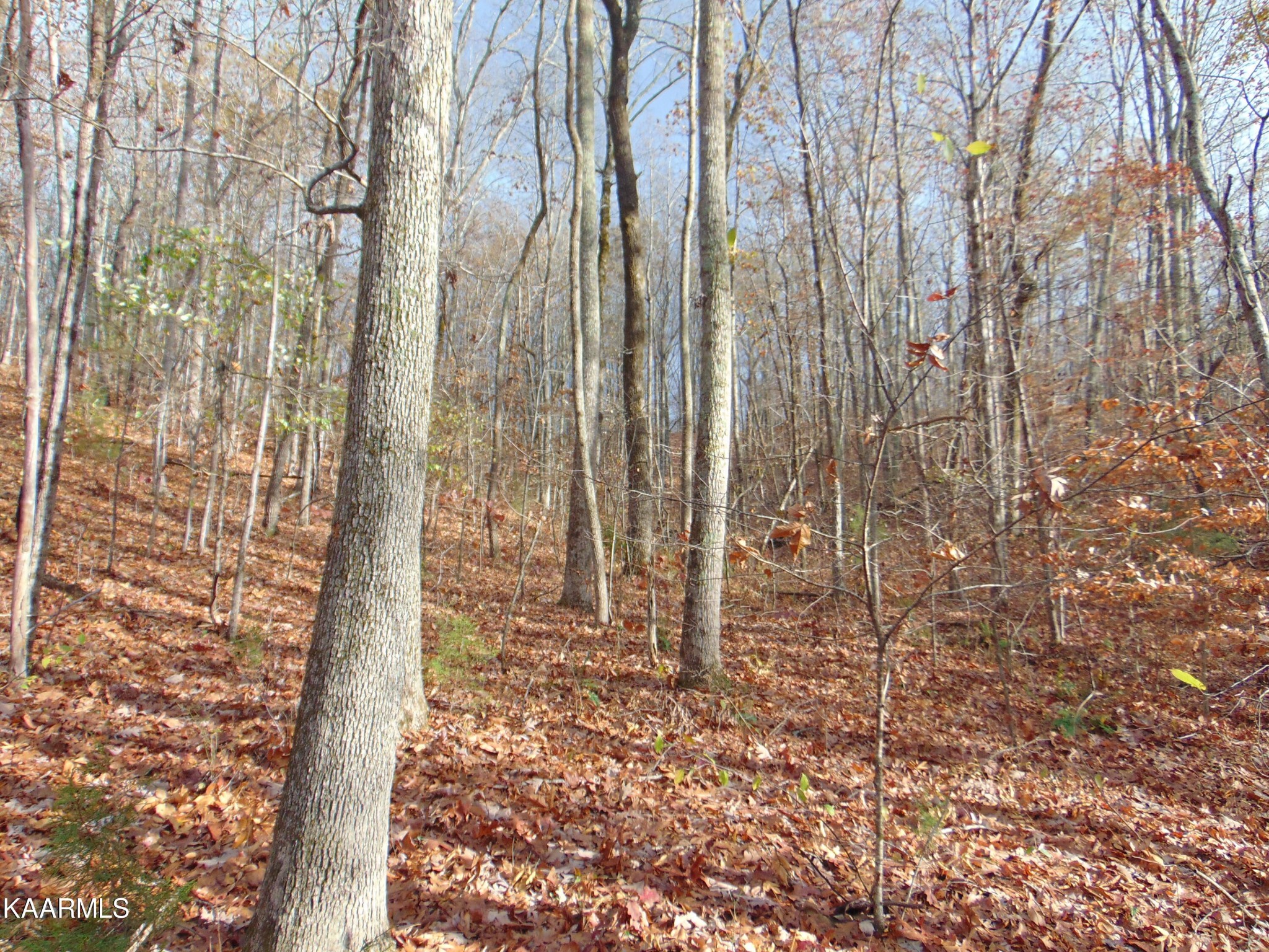 1056 County Road 179 Decatur, TN 37322 - Photo 4 of 24