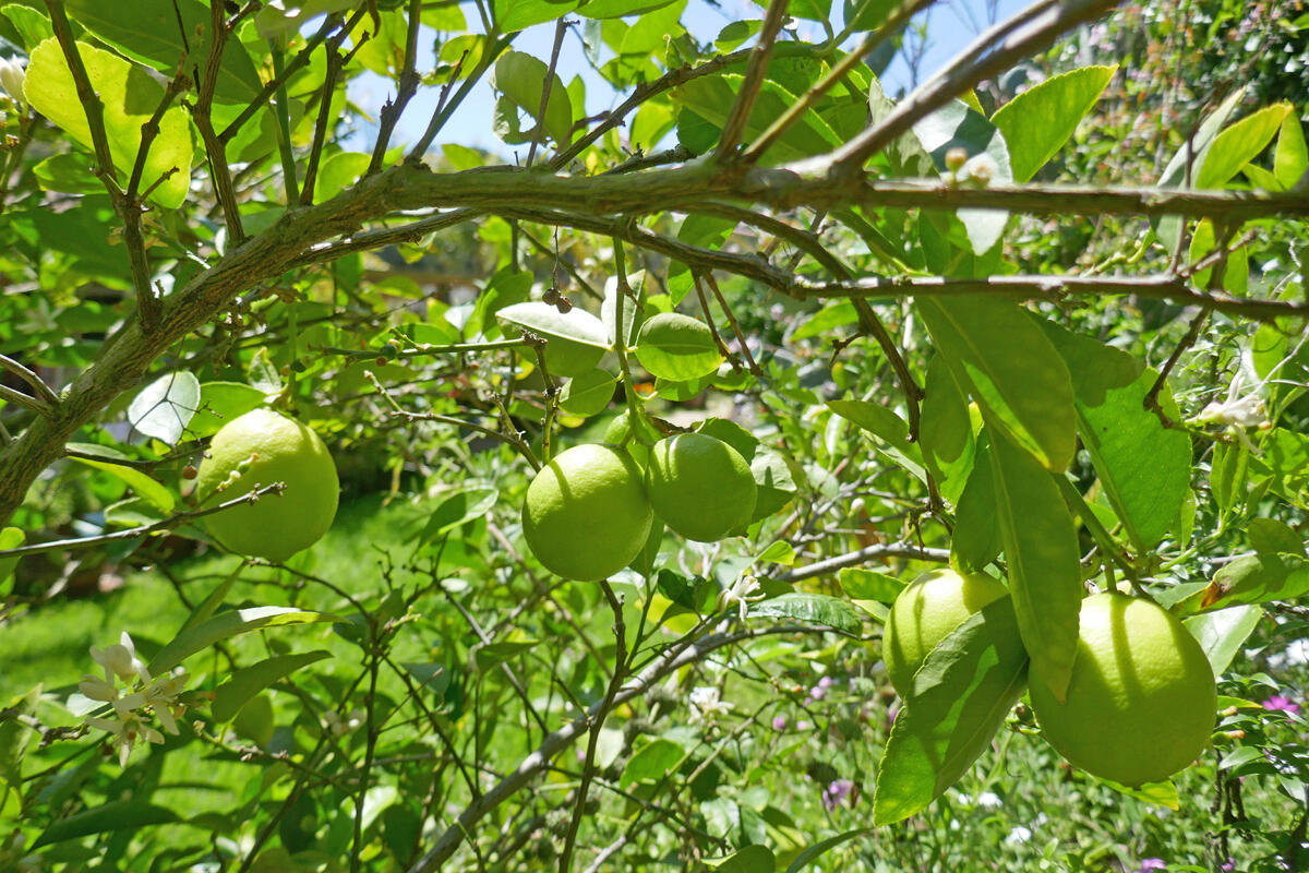 4217 Encore Drive Santa Barbara, CA 93110 - Photo 58 of 84 encore_garden9