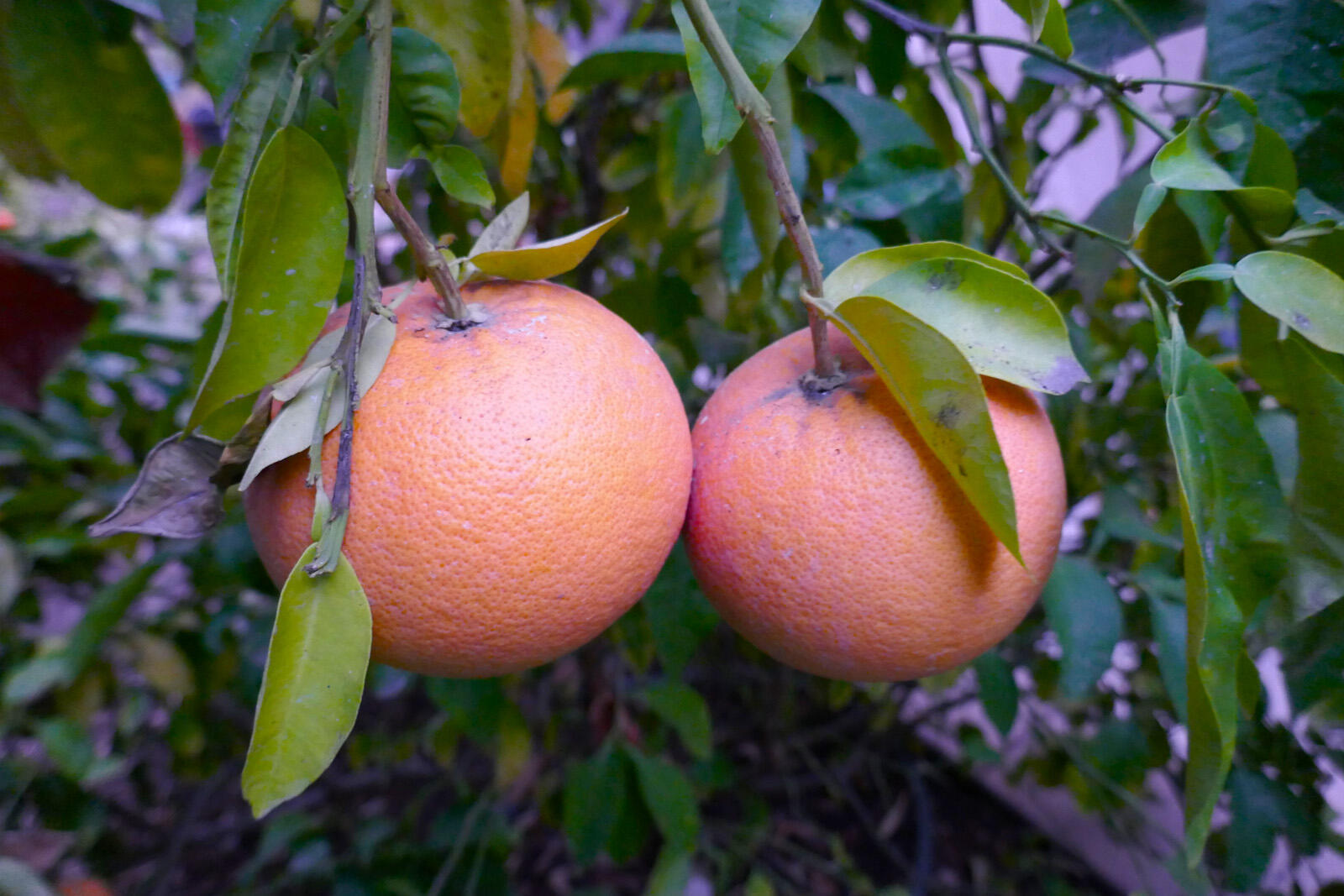 4217 Encore Drive Santa Barbara, CA 93110 - Photo 59 of 84 4217_encore11