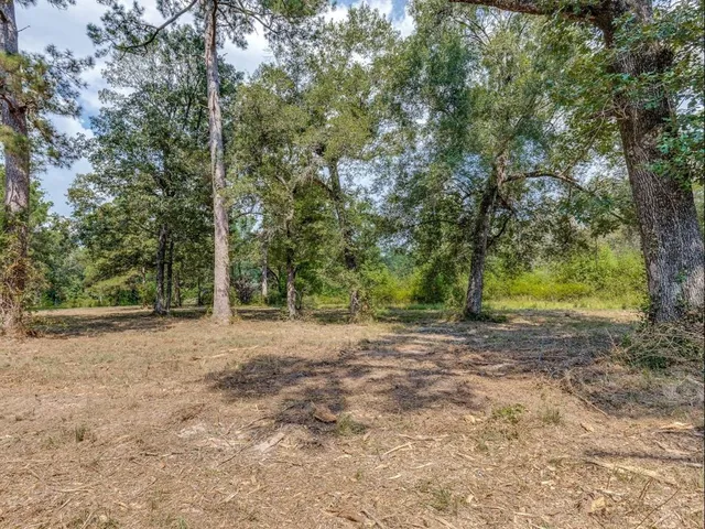 a view of a forest filled with trees