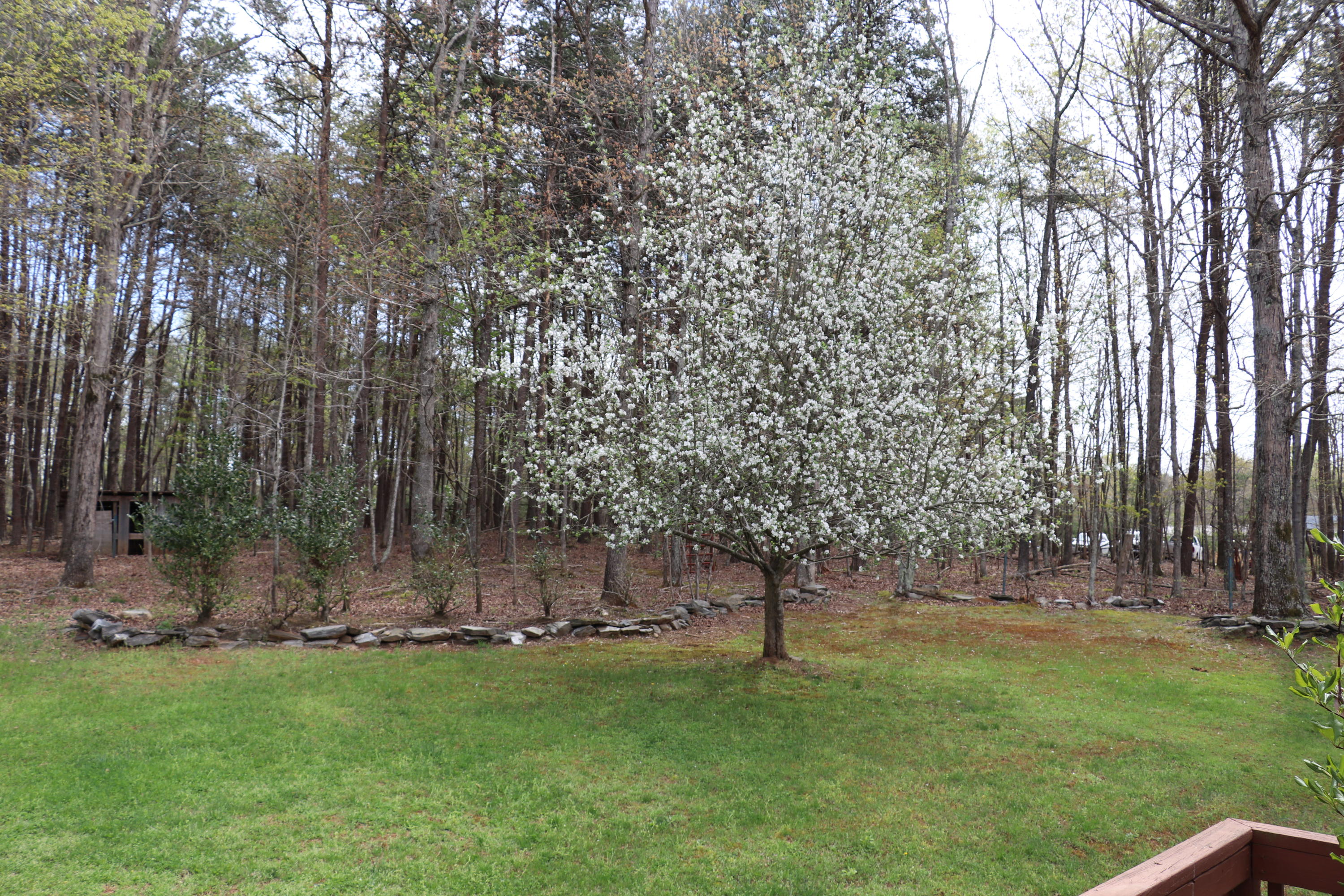 1157 Trough Run Road Moneta, VA 24121 - Photo 12 of 38 Front Yard