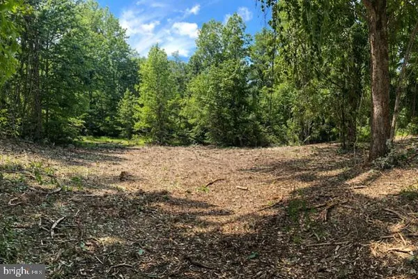 a view of a forest with trees