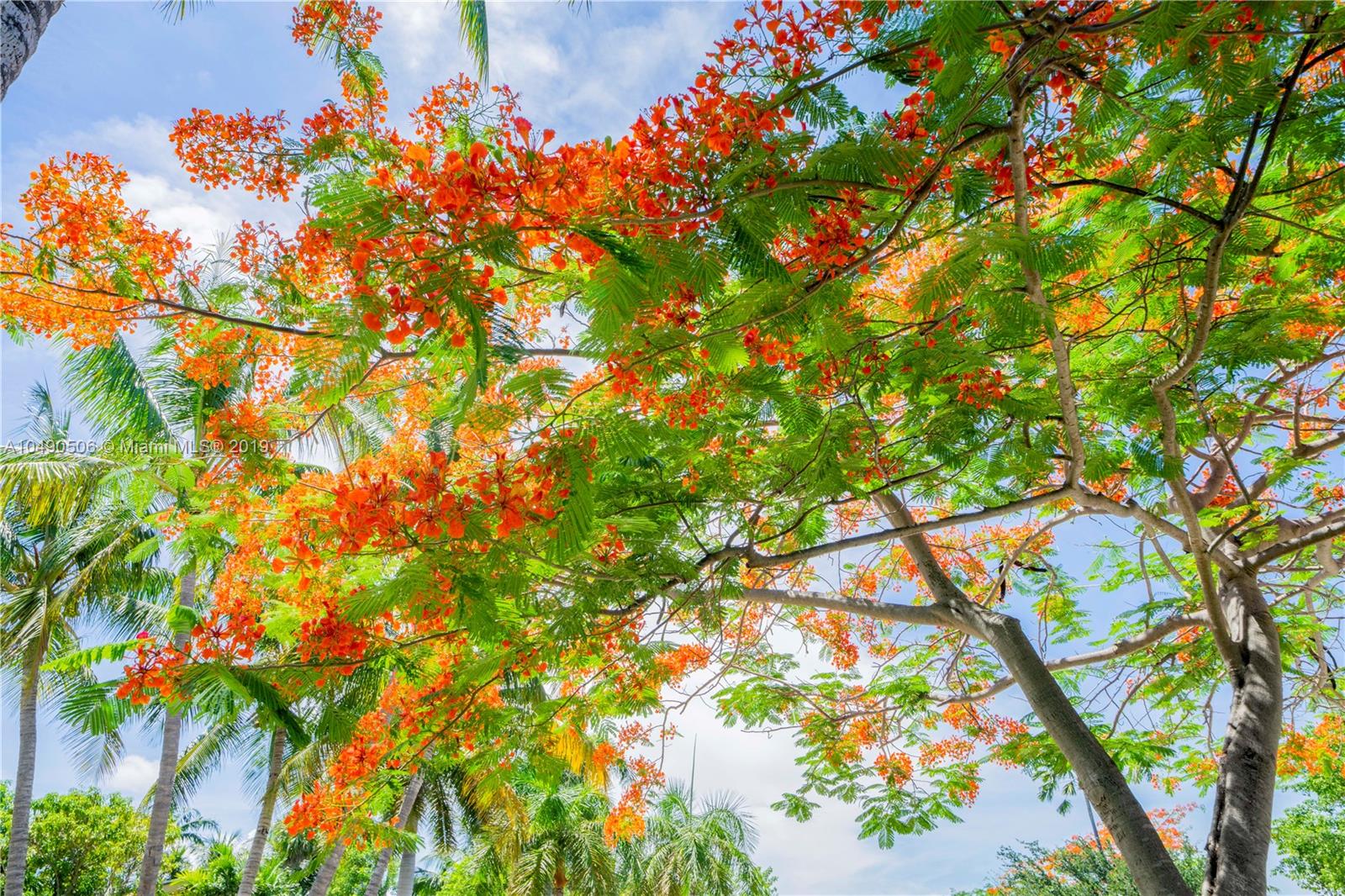 6332 Alton Road Miami Beach, FL 33141 - Photo 91 of 91 a backyard of a tree