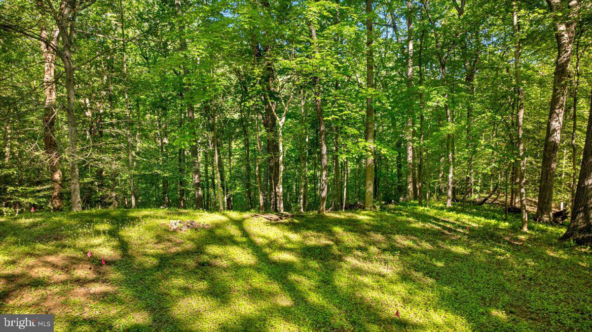 7818 Georgetown Pike McLean, VA 22102 - Photo 10 of 25 a big yard with lots of green space and trees