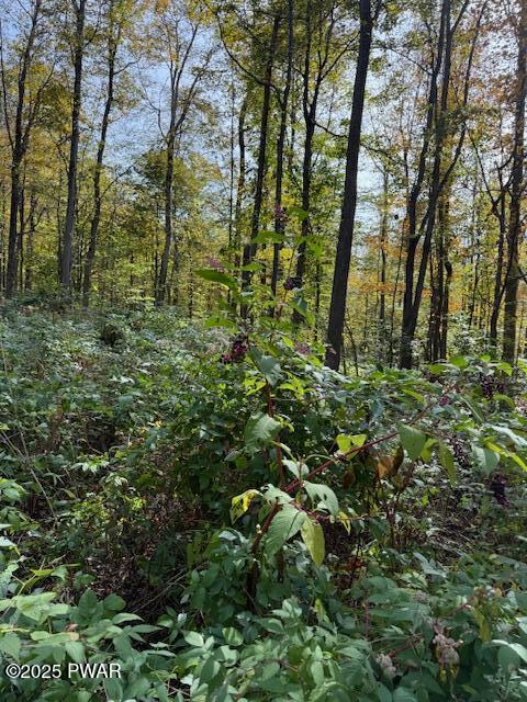 Fairmont Road Road Starrucca, PA 18462 - Photo 8 of 18