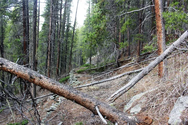 a view of a tree in a forest