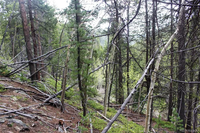 a view of a forest with trees